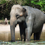 Wild Elephant in Sri Lanka