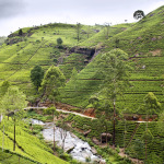 Tea Plantations in Hill Country