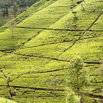 Tea Plantations Sri Lanka