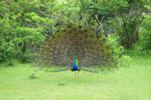 Peacock in Sri Lanka