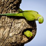Rose-ringed Parakeet Pair in Sri Lanka