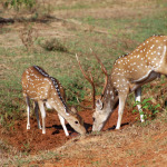 Spotted Deer at Yala National Park, Sri Lanka