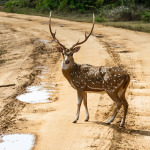 Spotted Deer at Yala National Park, Sri Lanka