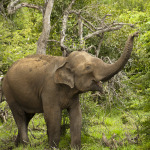 Wild Elephant Sri Lanka
