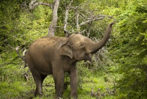 Wild Elephant Sri Lanka