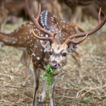 Deer Sri Lanka