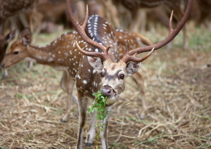 Deer Sri Lanka