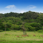 Herd of Deer Sri Lanka