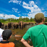 Visit to Pinnawala Elephant Orphanage