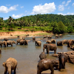 Elephant Orphanage Sri Lanka