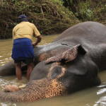 Men bathing Elehpants, Pinnawala, Sri Lanka