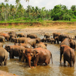 Elephant Orphanage Sri Lanka