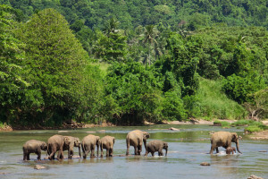 Pinnawala Elephant Orphanage Sri Lanka