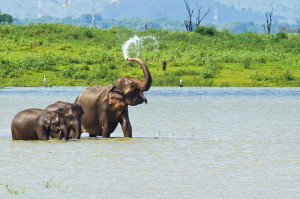 Wildlife Sri Lanka