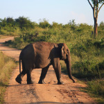 Elephant at Udawalawe National Park, Sri Lanka