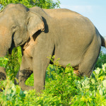 Elephant at Yala National Park, Sri Lanka