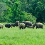 Wild Elephants in the Nature, Sri Lanka
