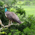 Peacock Sri Lanka