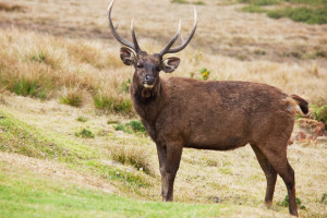 Deer in Horton Plains National Park