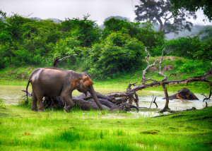 Elephants Wilpattu National Park