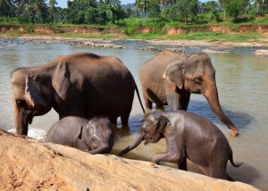 Elephants at Pinnawala Elephant Orphanage