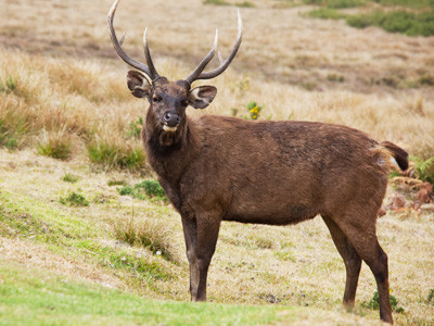 Sri Lankan Sambar Deer in Horton Plains National Park