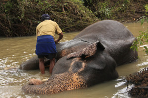 Man Bathing an Elephant in Pinnawala Sri Lanka