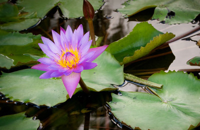 Water Lily Sri Lanka