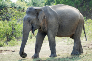 Elephant Yala National Park
