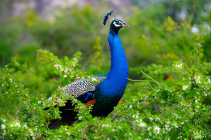 Peacock Yala National Park